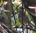 Dscn8851-sylvia_atricapilla