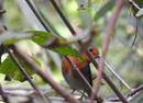 Dscn8848-erithacus_rubecula