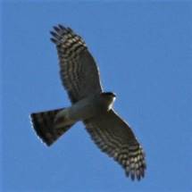 Img_2675_(2)
