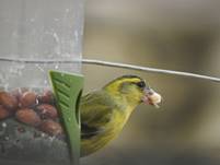 Dscn3581-carduelis_spinus