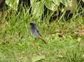 Dscn3628-phoenicurus_ochruros