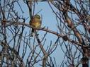 Dscn7460-emberiza_cirlus