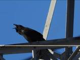 Imatge que cont� ocell, a l�aire lliure, corb, cel

Descripci� generada autom�ticament