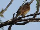 Imatge que cont� ocell, arbre, a l�aire lliure, bec

Descripci� generada autom�ticament