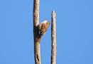 Imatge que cont� ocell, a l�aire lliure, cel, encimbellat

Descripci� generada autom�ticament