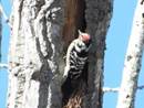 Imatge que cont� ocell, picot, a l�aire lliure, Piciformes

Descripci� generada autom�ticament