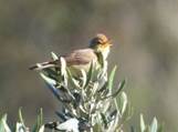 Imatge que cont� ocell, a l�aire lliure, arbre, bec

Descripci� generada autom�ticament