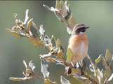 Imatge que cont� ocell, ocell cantaire, fauna, arbre

Descripci� generada autom�ticament