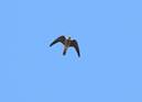 Imatge que cont� ocell, a l�aire lliure, cel, falc�

Descripci� generada autom�ticament