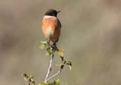 Descripci�: https://minka-sdg.org/attachments/local_photos/files/280188/original.jpeg