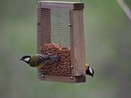 Imatge que cont ocell, Alimentador d'ocells, Menjar per a ocells, a laire lliure

Descripci generada automticament