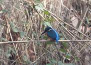 Imatge que cont ocell, a laire lliure, blau, blavet

Descripci generada automticament
