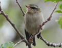 Imatge que cont� ocell, arbre, a l�aire lliure, bec

Descripci� generada autom�ticament
