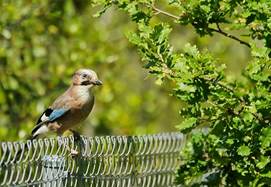 GAIG de l�Enric Daunis